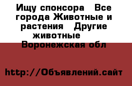 Ищу спонсора - Все города Животные и растения » Другие животные   . Воронежская обл.